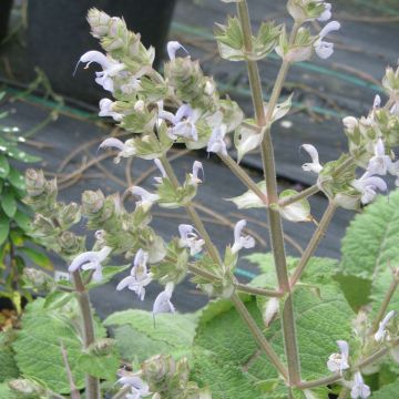 Salvia moorcroftiana