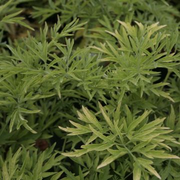 Saúco negro Golden Tower - Sambucus nigra