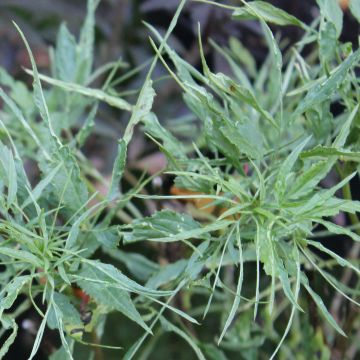Saúco negro Linearis - Sambucus nigra