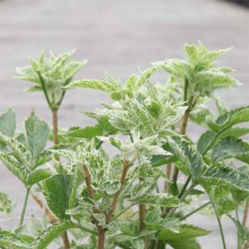 Saúco negro Pulverulenta - Sambucus nigra