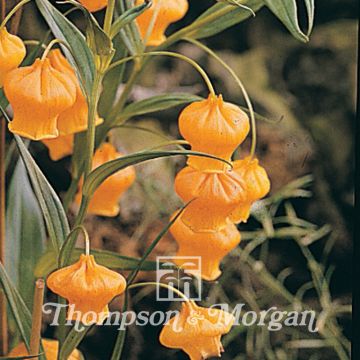 Sandersonia aurantiaca (semillas)