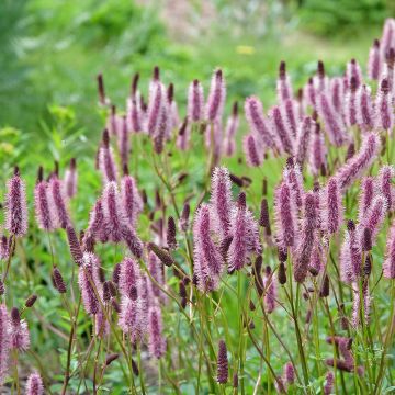 Sanguisorba Wake Up