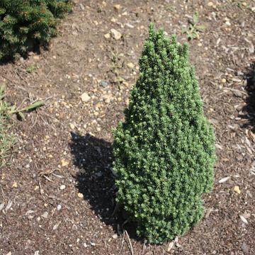Picea glauca Piccolo - Pícea blanca