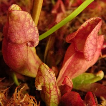 Sarracenia purpurea venosa - Sarracena