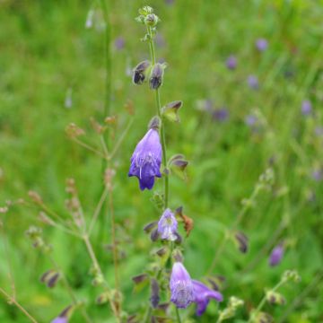 Salvia przewalskii Salvia przewalskii