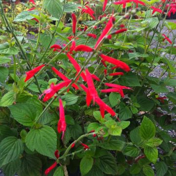 Salvia piña Tangerine