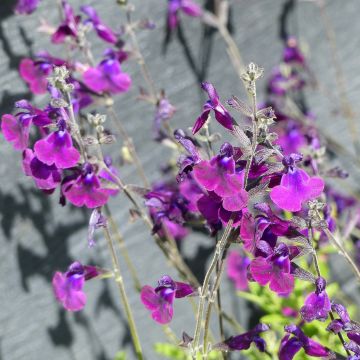 Salvia microphylla Nachtvlinder - Salvia rosa