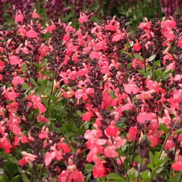 Salvia greggii Mirage Salmon - Salvia de otoño