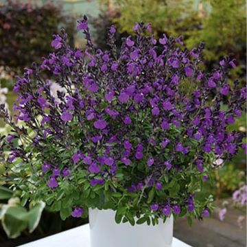 Salvia greggii Mirage Violet - Salvia de otoño
