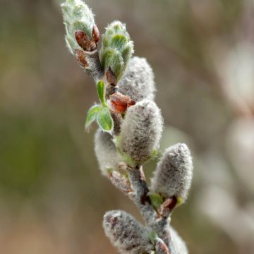 Salix candida Iceberg Alley - Sauce