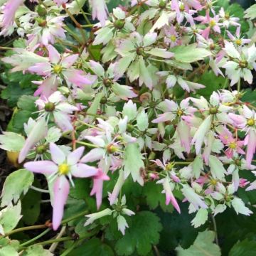 Saxifraga OPERA Lakmé - Saxífraga