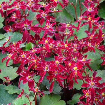 Saxifraga fortunei Beni Tsukasa - Saxífraga