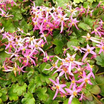 Saxifraga fortunei Sugar Plum Fairy - Saxífraga