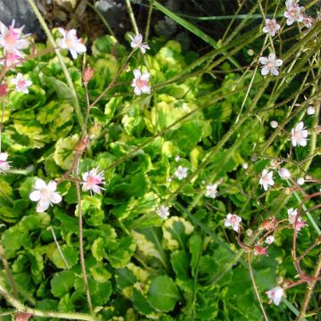 Saxifraga umbrosa Variegata - Saxífraga