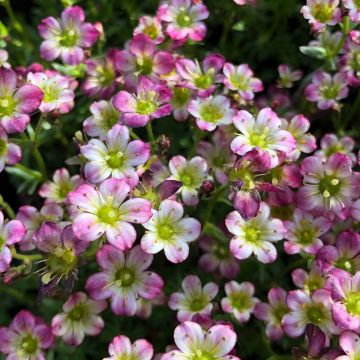 Saxifraga arendsii Pixie - Saxífraga