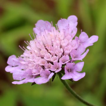 Scabiosa columbaria var. nana Pincushion Pink - Escabiosa