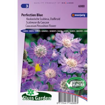 Scabiosa caucasica Perfection Blue - Escabiosa
