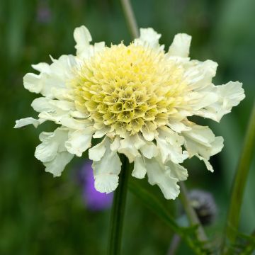 Scabiosa ochroleuca - Crema de alfileteros