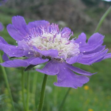 Scabiosa caucasica Kompliment - Escabiosa