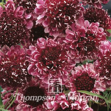 Scabiosa Beaujolais Bonnets - Escabiosa