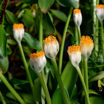 Scadoxus o haemanthus albiflos - Flor de sangre Scadoxus o haemanthus albiflos - Flor de sangre