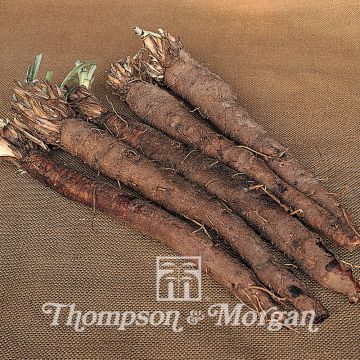 Scorzonera hispanica - Salsifí negro