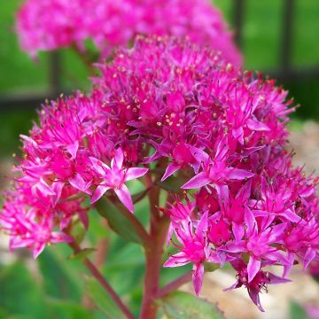 Sedum spectabile Carl - Telefío
