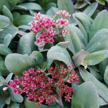 Sedum telephium Marina - Telefío