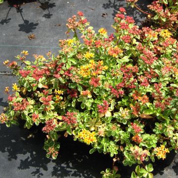 Sedum kamtchaticum Variegatum - Sedun