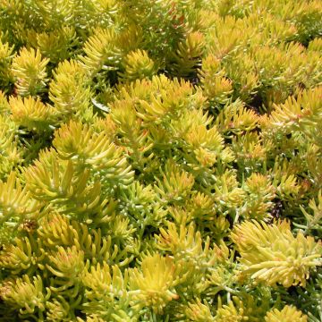 Sedum reflexum Angelina - Uña de gato