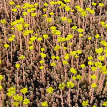 Sedum reflexum Blue Spruce - Uña de gato