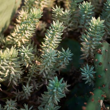 Sedum reflexum - Uña de gato