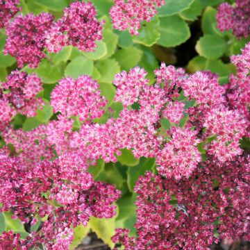 Sedum spectabile Brilliant - Telefío