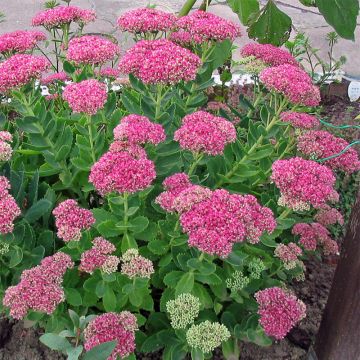 Sedum spectabile Meteor - Telefío