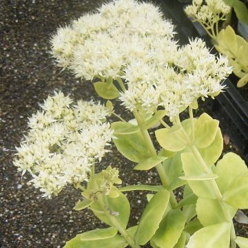 Sedum spectabile Stardust - Telefío