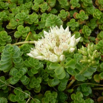 Sedum spurium Album Superbum - Sedo bastardo