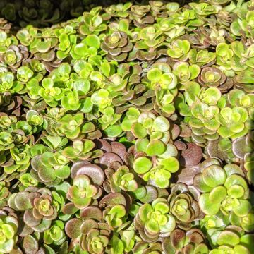 Sedum tetractinum Coral Reef