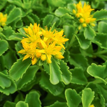 Sedum kamtchaticum - Sedun