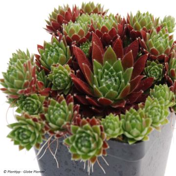 Sempervivum Chick Charms Cinnamon Starbust