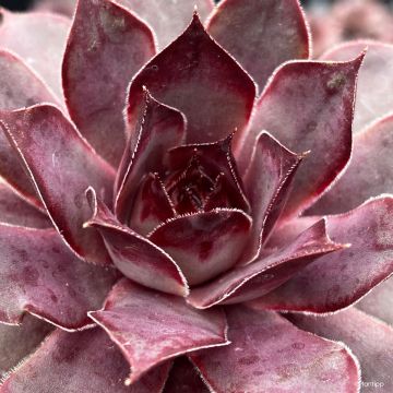 Sempervivum Chick Charms Grape Galaxy - Siempreviva