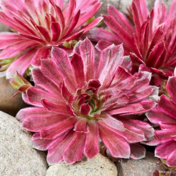 Sempervivum Chick Charms Lotus Blossom - Siempreviva