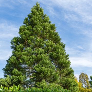 Sequoiadendron giganteum Greenpeace - Secuoya gigante