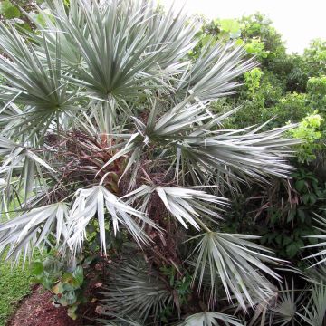 Serenoa repens Silver - Serenoa