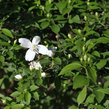 Philadelphus lemoinei Silberregen - Celinda