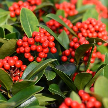 Skimmia japonica Temptation - Esquimia