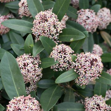 Skimmia japonica Godrie's Dwarf - Esquimia
