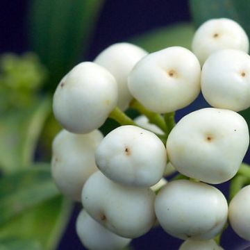 Skimmia japonica Kew White - Esquimia