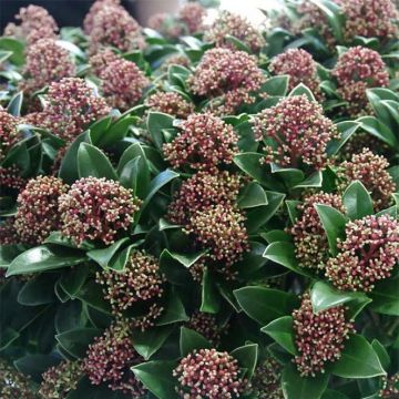 Skimmia japonica Pink Dwarf - Esquimia