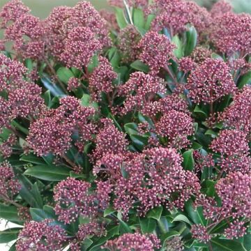 Skimmia japonica Rubesta - Esquimia