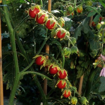 Solanum sisymbriifolium Starbenas - Tomate-lichi, Espina colorada